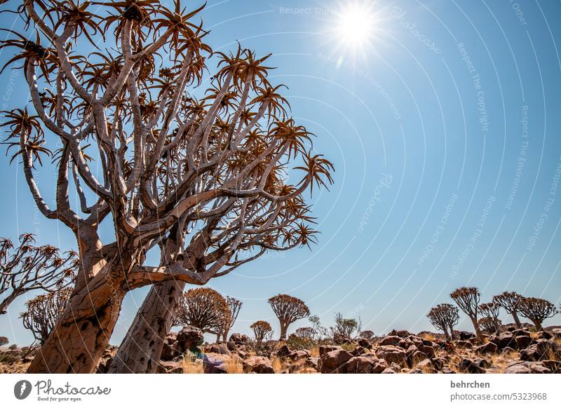 sonnensterne Pflanze Sonnenstern Köcherbaum Baum außergewöhnlich Wüste Farbfoto beeindruckend besonders Afrika Namibia Himmel Natur Sonnenlicht