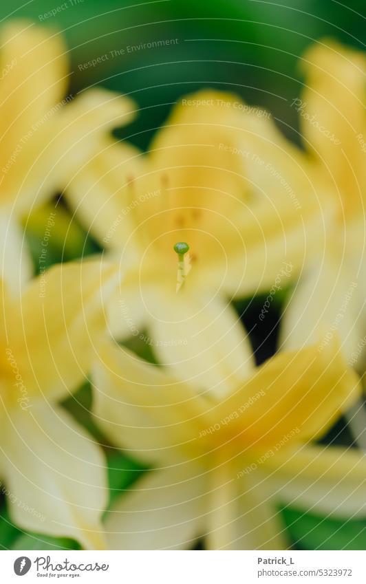 Blüte einer gelben Blume Pflanze Makroaufnahme Natur Detailaufnahme Außenaufnahme blatt blätter Nahaufnahme Farbfoto Sommer Unschärfe Menschenleer