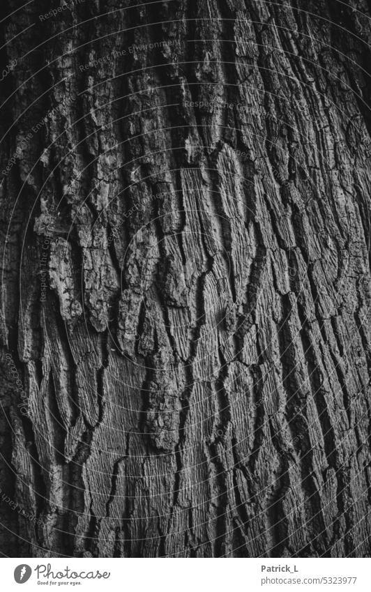 schwarzweiß Foto von der Rinde eines Baumes Schwarzweißfoto kontrast alter falten natur borke Borke Natur Wald Baumstamm Baumrinde Holz Wachstum Menschenleer