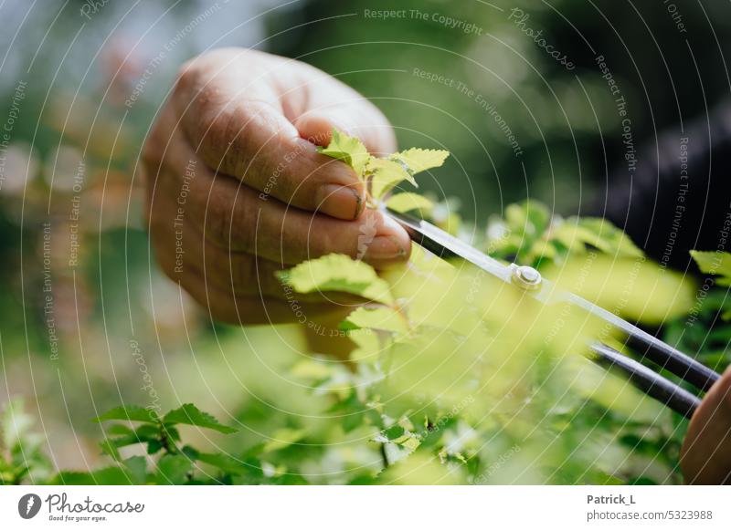 Hand die eine Pflanze schneidet Bonsai grün baum pflanze Natur klein Miniatur Wachstum Farbfoto Außenaufnahme natürlich wicklung bokeh unschärfe Schere