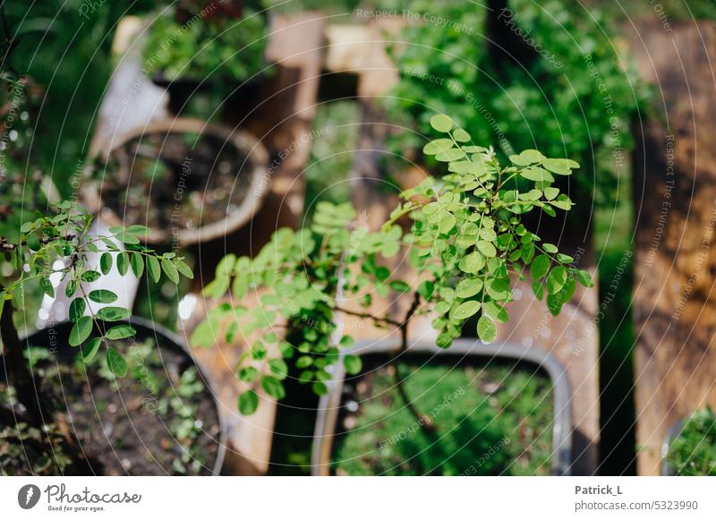 Ein junger Bonsai von oben betrachtet mit Fokus auf den Blättern grün Baum Pflanze Natur klein Miniatur Wachstum Farbfoto Menschenleer Außenaufnahme natürlich
