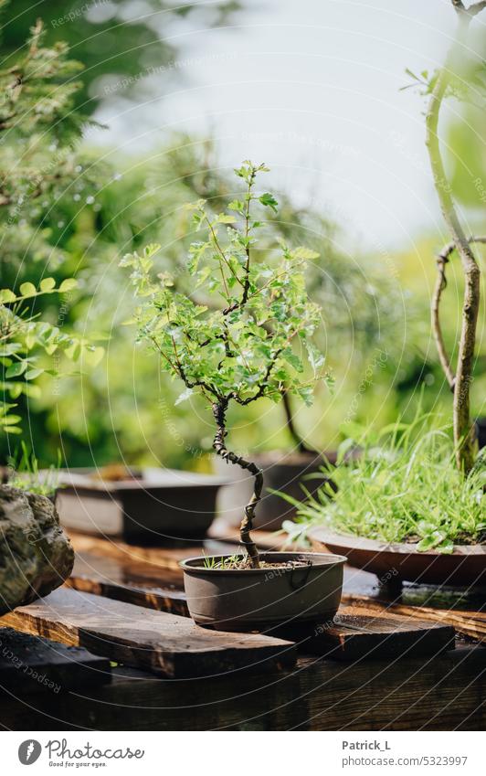 Das Bild zeigt einen jungen verdrahteten Bonsai Draht grün Baum Pflanze Natur klein Miniatur Wachstum Farbfoto Menschenleer Außenaufnahme natürlich geschlängelt