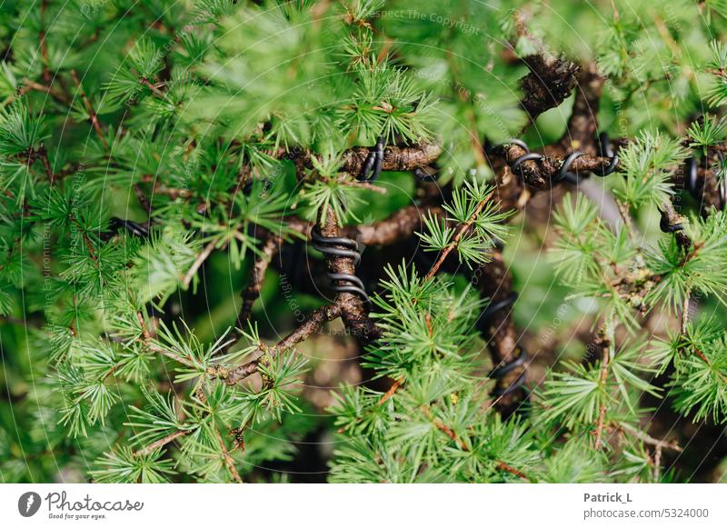 Das Bild zeigt einen Detail eines gedrahteten Bonsais. grün baum pflanze Natur klein Miniatur Pflanze Wachstum Farbfoto Menschenleer Außenaufnahme natürlich