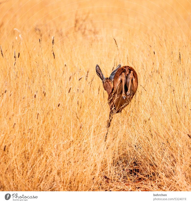 sprungbereit klein niedlich Antilopen zwergantilope steinböckchen Trockenheit Tierschutz Tierliebe Wildtier Wildnis außergewöhnlich Safari Natur Abenteuer