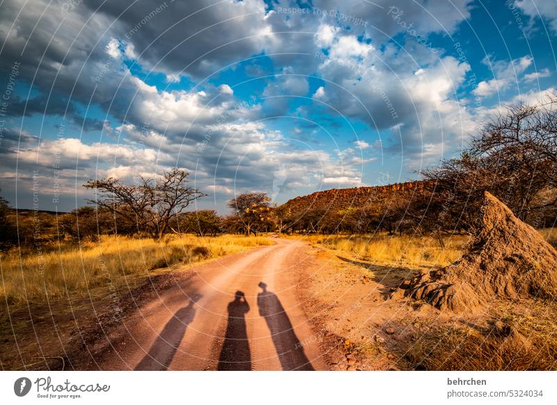 wir ham doch alle nen schatten! Waterberg Wärme Baum Außenaufnahme Afrika Namibia Landschaft Ferne Fernweh Ferien & Urlaub & Reisen Sonnenlicht Abenddämmerung