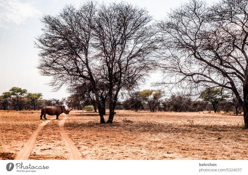 verkehrsbehinderung imposant Breitmaulnashorn stattlich Tierliebe Wildnis wild Ausflug Tourismus Ferien & Urlaub & Reisen Namibia Afrika Abenteuer Ferne