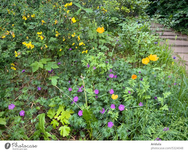 Wildes Blumenbeet mit Treppe Beet Blumenwiese Blüte Pflanze Natur Blühend Frühling Sommer Wiese Garten Gras grün Gelb Lila Violett Kontrast Komplementärfarbe
