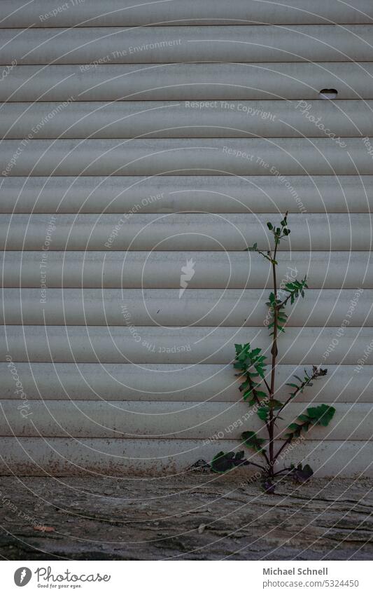 Pflanzenwuchs auf einem alten Fensterbrett Rolladen geschlossen Fassade trist grau Gebäude heruntergelassen Unbewohnt Menschenleer Stadt Rollladen