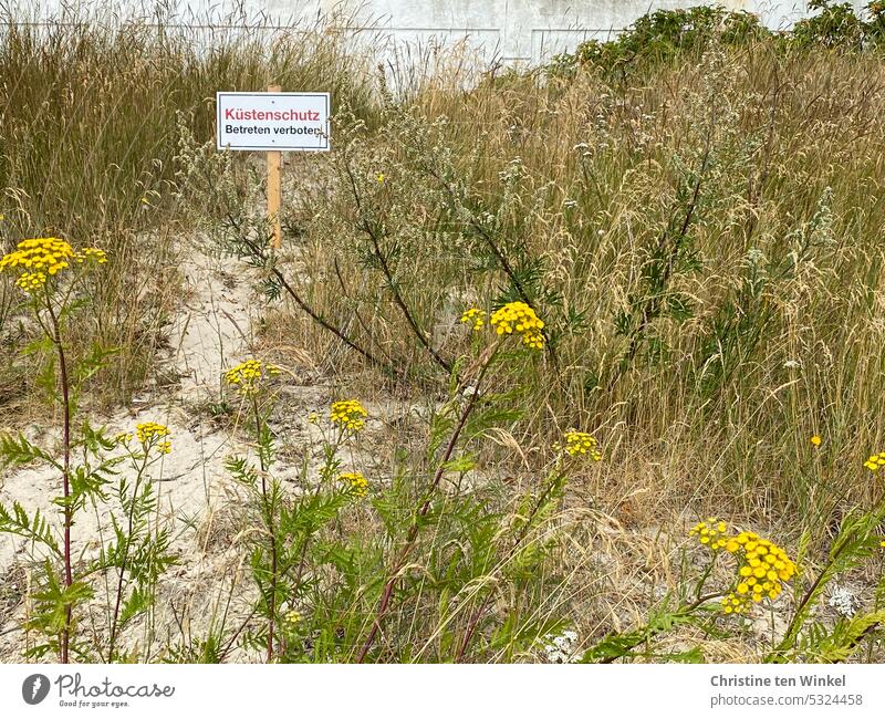 Küstenschutz / Betreten verboten Landschaft Natur Dünengras Nordsee Verbotsschild Nutzpflanze Nordseeküste ökologisch natürlich Umwelt Pflanze Gras Strandgras