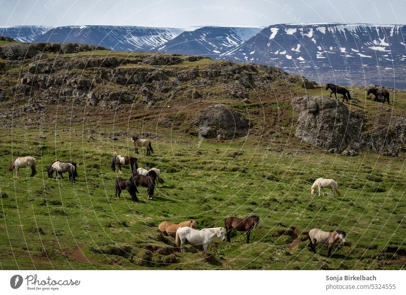 Islandpferde gibt es in allen Farben :) Pferd Reiten isländisch Behaarung Gras Weidenutzung Fell Tier Anziehungskraft schön Weite wandernd laufen reisen Gelände
