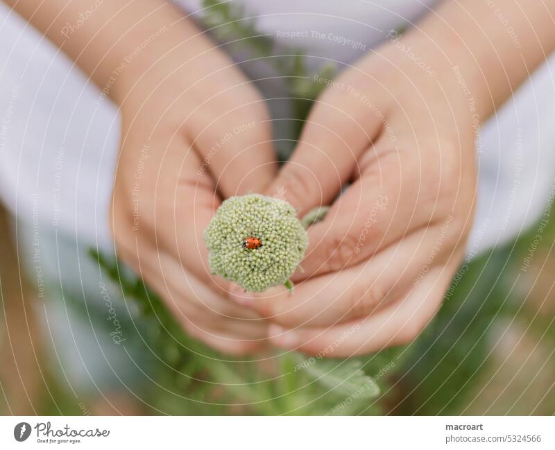 Kind hält Wildblume auf der ein Marienkäfer sitzt marienkäfer rot hände hand haltend festhalten kindlcih klein makro nahaufnahme macro detail detailaufnahme
