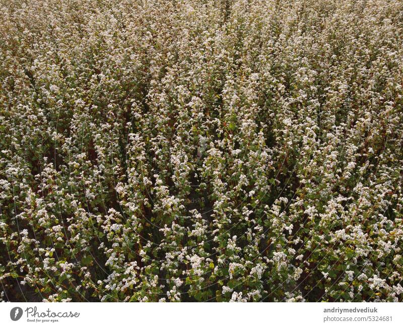 Buchweizenfeld aus der Luft. Aerial fliegen über atemberaubende schöne Felder mit Buchweizenblüte. Wunderbare Drohne Video über weiße Blumen für ökologische Konzept.