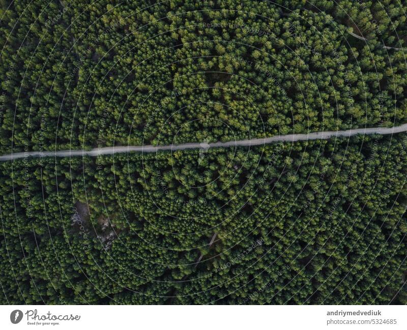Luftaufnahme einer Landstraße durch einen Tannenwald im Sommer auf dem Land. Kiefernwald von oben. Straße im Kiefernwald Wald im Freien Draufsicht grün