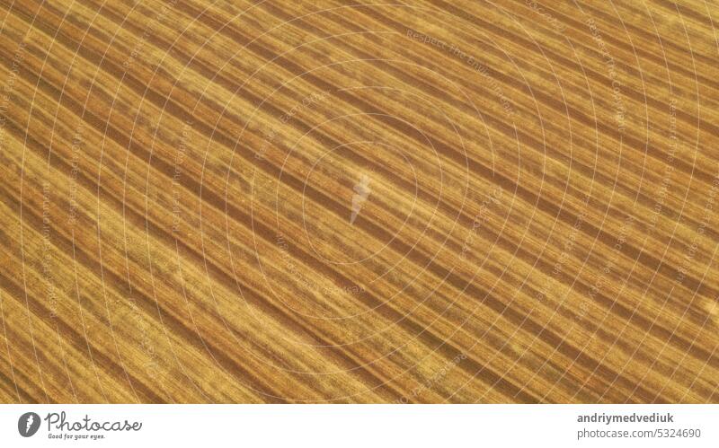 Weizenfeld. Luftaufnahme auf ein Feld mit abgeschrägtem Getreide und das Dorf. Shooting von einer Drohne. Textur mit Linien Ernte gelb Landschaft Ackerbau