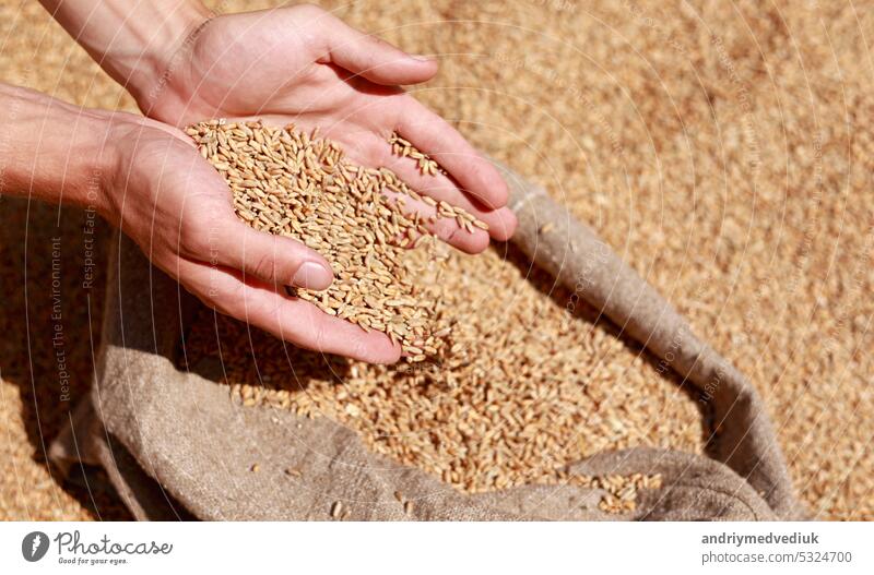 Weizenkörner in einer Hand nach guter Ernte von erfolgreichem Landwirt. Hände des Landwirts Pürieren und Sieben Weizenkörner in einem Jutesack. Landwirtschaft Konzept. Geschäftsmann prüft die Qualität des Weizens.