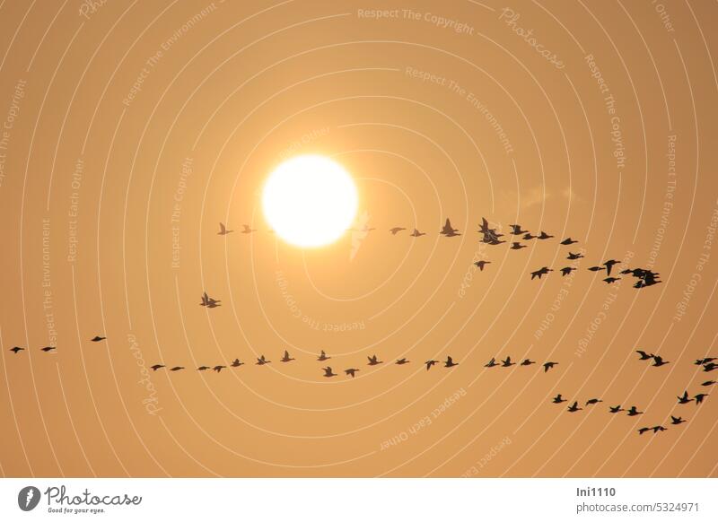 Abendflug der Gänse beim Sonnenuntergang Natur Himmel Licht Abendlicht gülden gelb Sonnenlicht diesig Tiere Vögel Vogelflug fliegen Formation Kette Gruppe
