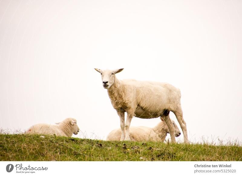 Drei Deichschafe Deichkuppe Schaf Schafe Natur Tier grün Nordsee Sommer Gras Himmel Wiese Nutztier bewölkter Himmel diesiges Wetter Deichpflege Wolken