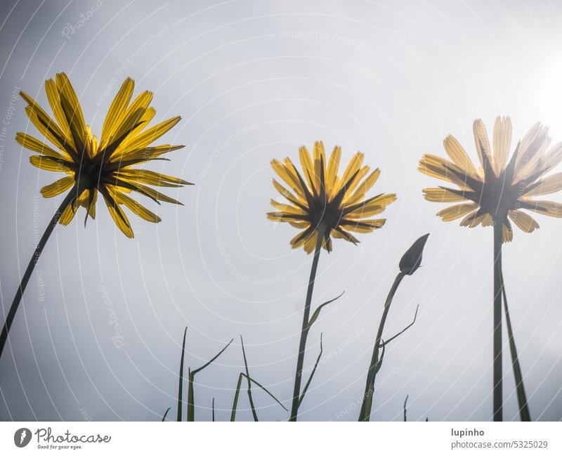 Drei gelbe Blumen wenden sich der Sonne zu groß Gegenlichtaufnahme Wiesenbocksbart graublauer Himmel zuwenden morgens Morgenlicht Natur Garten Wildblume