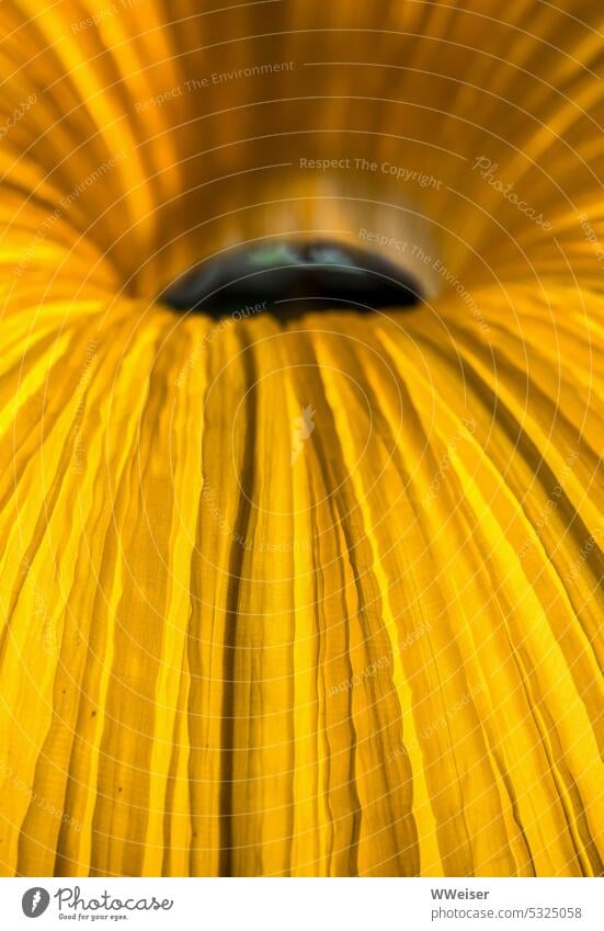 Ein vermutlich rundes Objekt, strahlenförmig, vielleicht geflochten, goldene Töne abstrakt Nahaufnahme Ausschnitt Strahlen gelb Mittelpunkt gewölbt Rundung Loch
