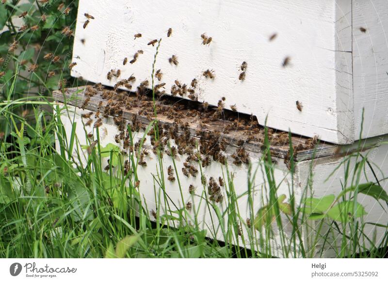 viele Bienen an einem Bienenstock Honigsammler Imkerei Imme Bienenzucht Honigbiene Natur Kolonie Sommer Bienenvolk fleißig fliegen krabbeln Gras Grashalm