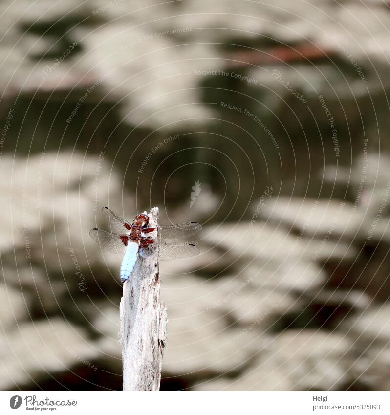 Libelle (großer Blaupfeil) auf einem Zweig Insekt Teich Tümpel See Sommer Natur Wasser Tier Außenaufnahme Farbfoto Makroaufnahme Tierporträt sitzen Menschenleer