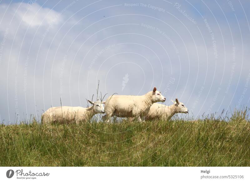 drei Schafe stehen auf dem Deich vor blaugrauem Himmel Tier Nutztier Gras Wolken Wiese Natur Außenaufnahme Landschaft Weide Tiergruppe Menschenleer Sommer