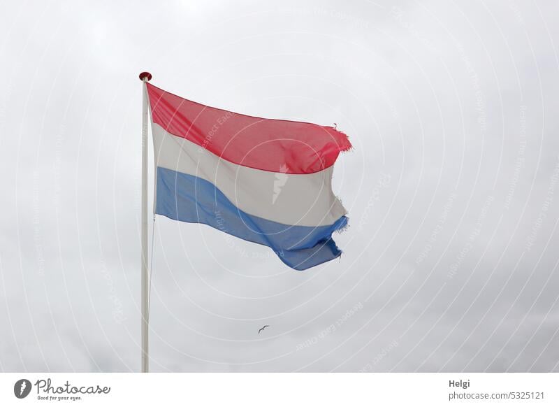 Flagge der Niederlande weht im Wind vor wolkigem Himmel, im Hintergrund eine winzig erscheinende Möwe Fahne wehen Wolken Nationalität Fahnenmast Nationalflagge