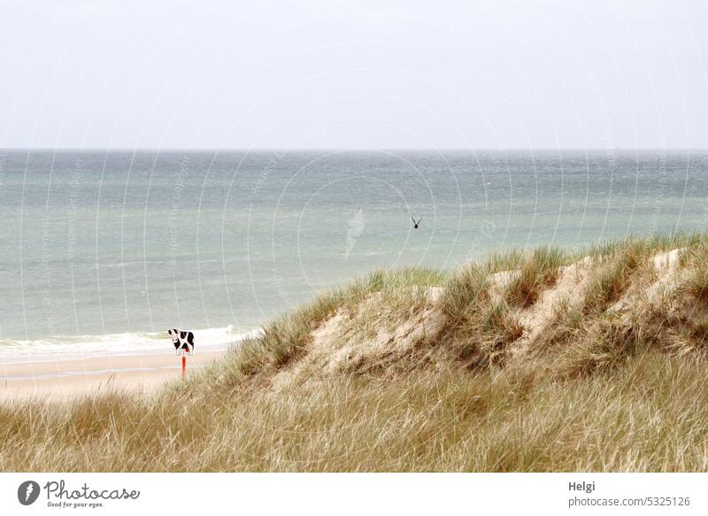 die Kuh am Strand - als Orientierungshilfe zwischen Dünen und Meer Nordsee Nordseeküste Niederlande Holz Kennzeichen Himmel Wasser Horizont Frühling Urlaub