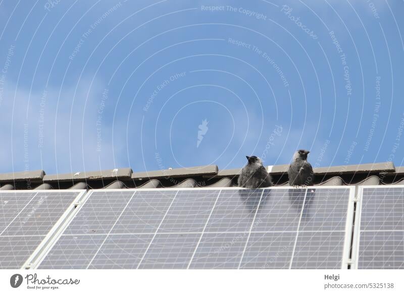 zwei junge Dohlen sitzen auf einem Solarmodul Vogel Jungvogel Dach First Solaranlage Strom Stromerzeugung Stromgewinnung Energiewirtschaft Solarzellen