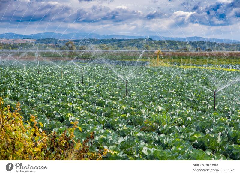 Bewässerungssystem für die Bewässerung von Kohlfeldern Lebensmittel Ackerbau Kohlgewächse Sprinkleranlage Sprühen Gemüse Technik & Technologie Natur Bauernhof