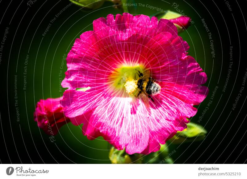 Ganz Bezaubernde Farben der Stockrose - Alcea rosea - mit Biene. Rosenblüte Blühend Blume schön Romantik Sommer Farbfoto rosa Nahaufnahme Menschenleer natürlich