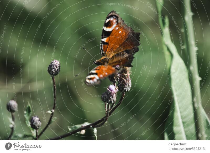 HübscherTagpfauenauge  Schmetterling legt eine Flugpause ein Insekt Natur Tier Nahaufnahme Tierporträt Wildtier Detailaufnahme Flügel Farbfoto filigran