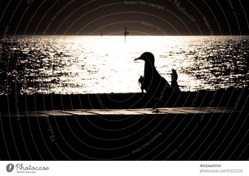 Eine Möve genießt die Abendsonne am Strand. Meer Himmel Küste Möwe Vogel Freiheit Natur weiß Sommer Schnabel dunkel frei Tier sitzt Menschenleer