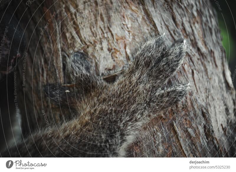 Die an  einem Baum geklammerte Pfote eines Koalabärs. . Pfoten grau Ein Tier Fell katzenhaft schön bezaubernd niedlich fluffig halten Baumstamm