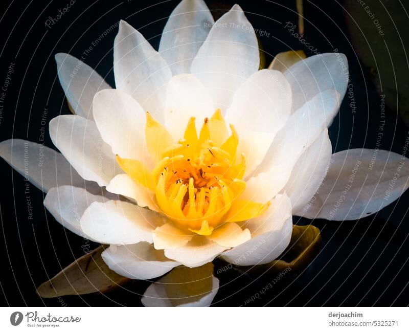 Ein  Hingucker. Eine weiße Seerose  - Nymphaeaceae - Seerosenblüte Teich ruhig Menschenleer Pflanze Tag Umwelt Natur Außenaufnahme natürlich Farbfoto Wachstum