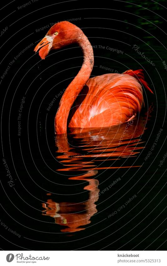 flamingo im wasser Flamingo Vogel rosa Wildtier exotisch Außenaufnahme Feder Zoo Tier Tierporträt Farbfoto Schnabel