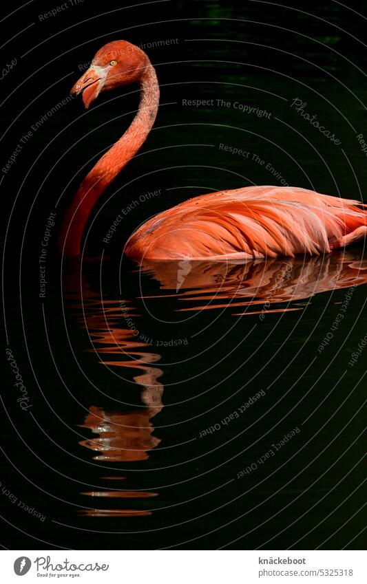 flamingo, spiegelung Flamingo rosa Vogel Tier Wildtier exotisch Feder schön Tierporträt Zoo Farbfoto Schnabel elegant