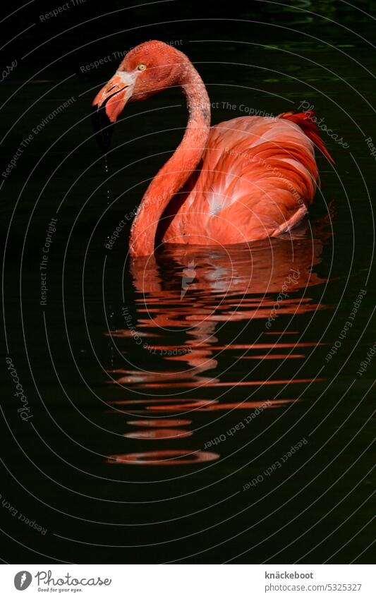 schwimmender flamingo Flamingo rosa Wildtier exotisch Zoo Vogel wild Feder Wasser Spiegelung im Wasser Farbfoto Schnabel Tierporträt schön Textfreiraum unten