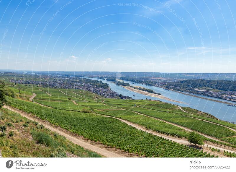 Blick über die Weinberge auf Rüdesheim am Rhein, Hessen, Deutschland und Bingen am Rhein, Rheinland-Pfalz bei Niedrigwasser Trockenheit Weinbau Natur Sommer