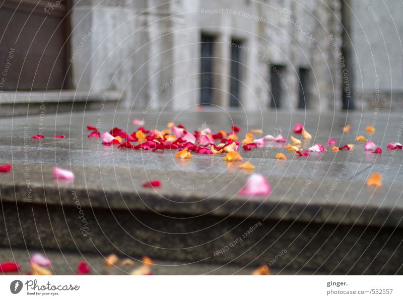Ein neuer Weg Treppe Lebensfreude Blütenblatt nass Regenwasser feucht Plattenbau Mauer Hochzeit Ritual Tradition rot gelb rosa grau verteilen Wunsch Fenster