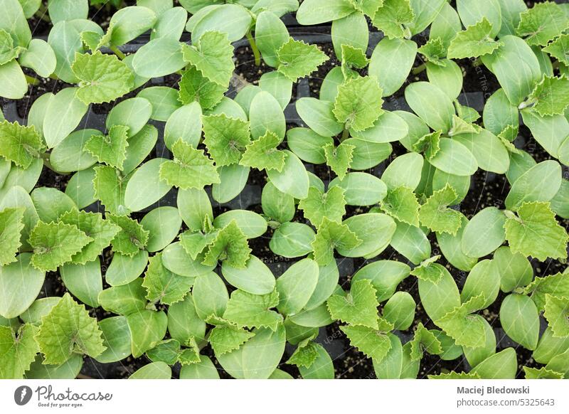 Nahaufnahme eines Gurkensetzlings in einer Anzuchtschale, selektiver Fokus. Salatgurke Gemüse Blatt Keimling Gartenarbeit organisch Gewächshaus Bauernhof