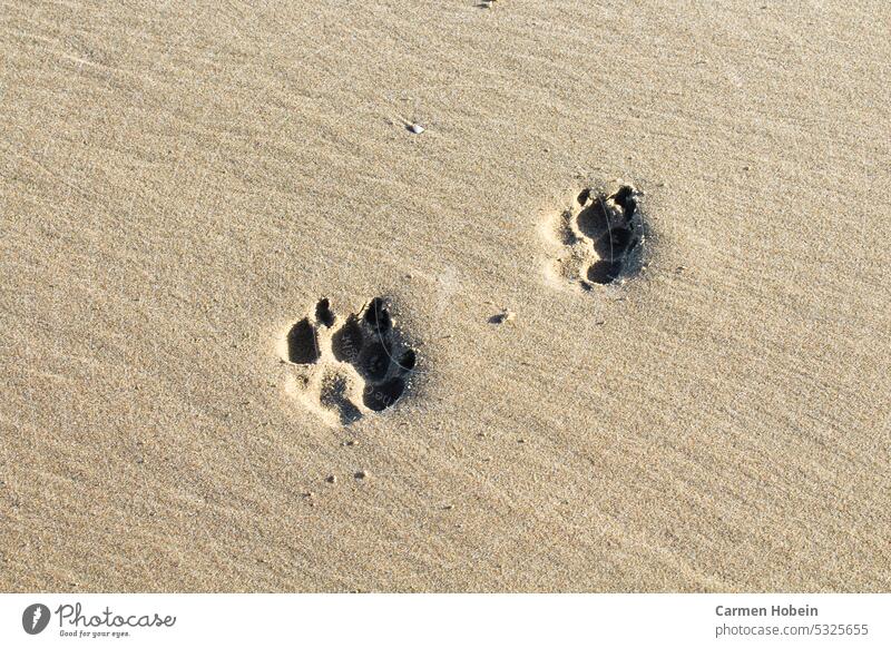 Abdruck von zwei Hundepfoten im Sand Meer Urlaub Wasser Reise Sommer Erholung Strang Sandstrand Ferien freiheit freizeit