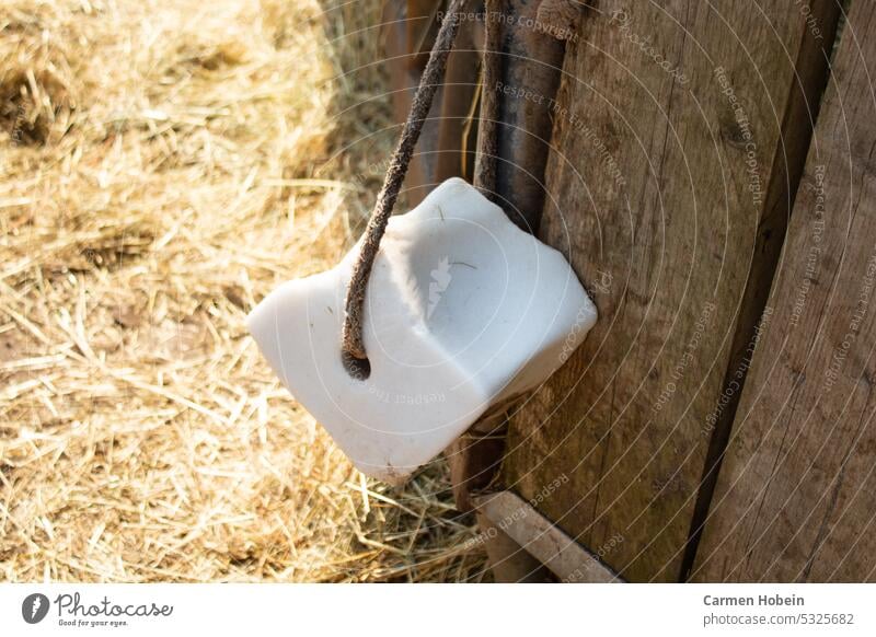 Salzleckstein für Pferde an einem Strick angebunden an einer Heuraufe aus Holz mit Stroh aus Untergrund Leckstein Weide Wiese Natur Sommer Bauernhof Säugetier