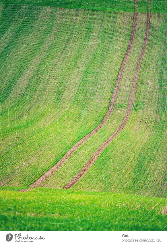 zweispurig Feld Acker grün Spuren Fahrspur Traktor Ackerbau Landschaft Natur Pflanze Außenaufnahme Menschenleer Gras