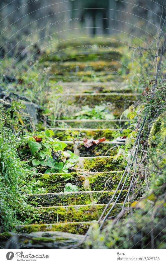 Treppauf Treppe Moos grün Natur bewachsen hinauf laub Stufen aufwärts Menschenleer