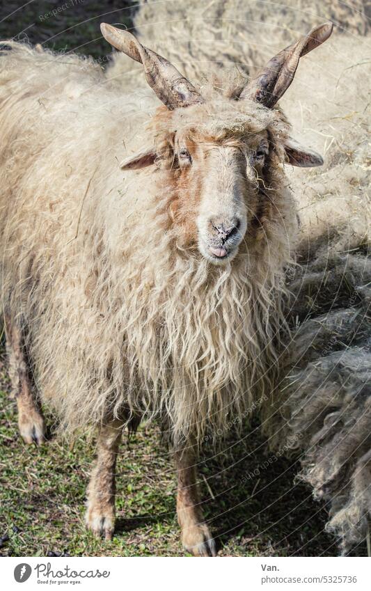 Ganz schön Schaf Tier Wolle Hörner Fell Natur Wiese Außenaufnahme Herde Tierporträt Nutztier Menschenleer Tag Farbfoto