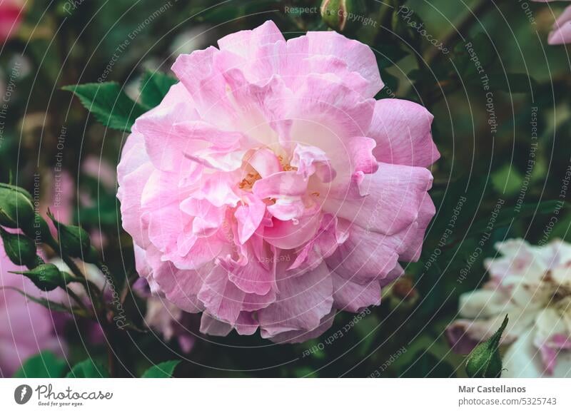 Rosa Rosenblüten im Garten. Weichzeichner, Vintage-Ton. Kamelie Pflanze Blume. rosa Roséwein natürlich Flora Blütenblatt Nahaufnahme Makro Frühling geblümt