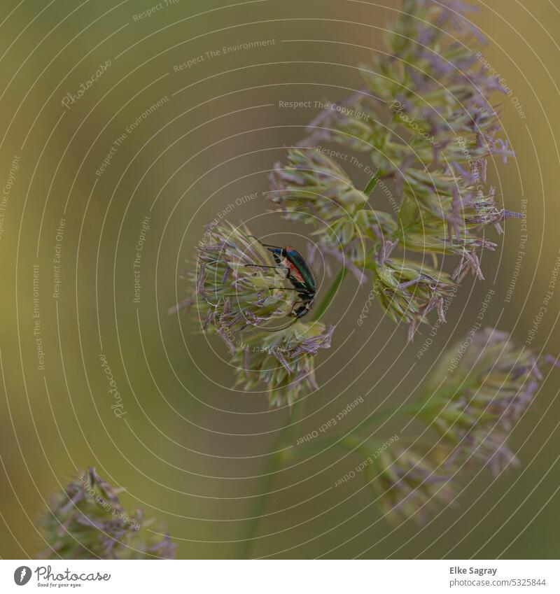 Prachtkäfer / Buprestidae bei der Nahrungssuche Tierporträt Außenaufnahme Menschenleer Umwelt Insekt Farbfoto Makroaufnahme Textfreiraum oben Nahaufnahme