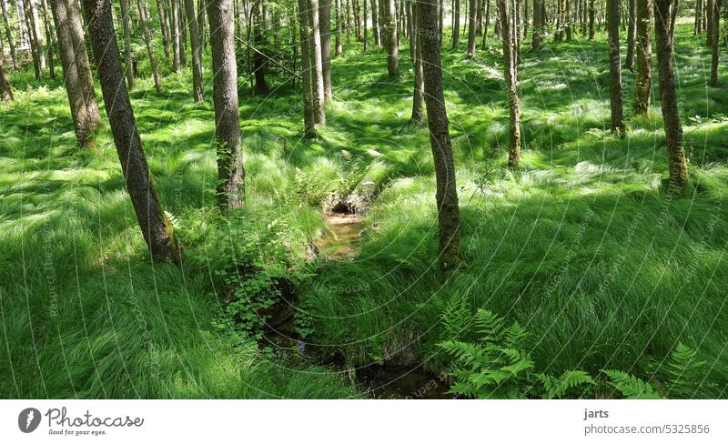 kleiner Bach in einem idyllischen grünen wald II Idylle Wald Bachlauf Sonne Spiegelung Natur Landschaft Wasser Umwelt Baum ruhig Reflexion & Spiegelung