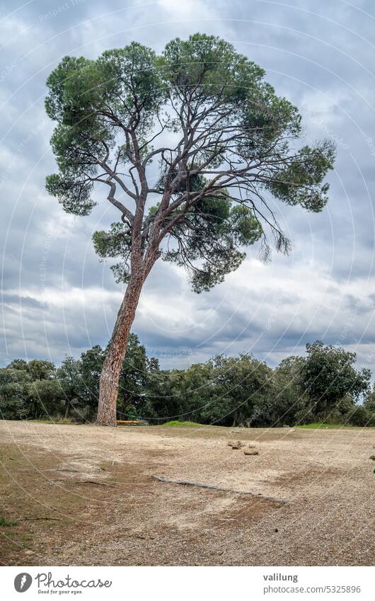 Mittelmeer-Kiefer Pinus halepensis Zirbelkiefer Hintergrund Botanik Ast nadelhaltig Wald grün Landschaft mediterran Natur im Freien Pflanze Baum Vegetation Holz